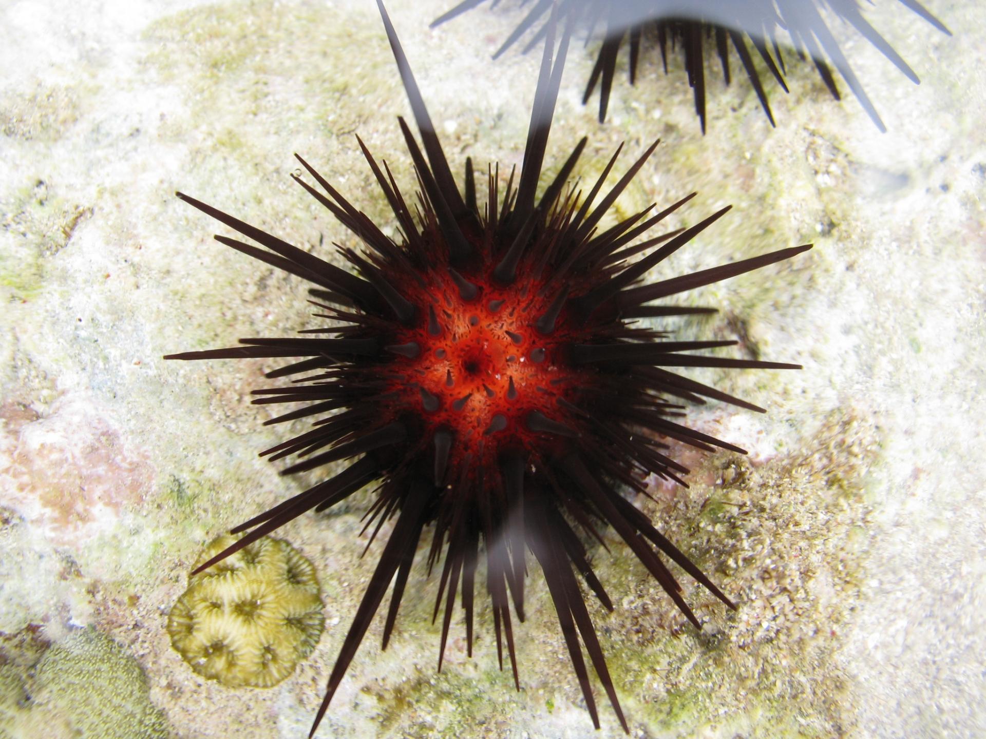 Riccio di mare