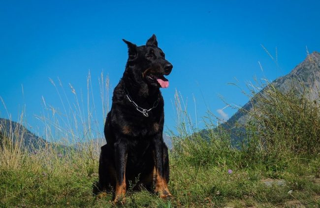 Dietro il bellissimo aspetto di Beauceron si trova una disposizione amante della libertà e elevate qualità di cane da guardia. Intelligente e gentile, è pronto per il servizio, ma non servirà mai