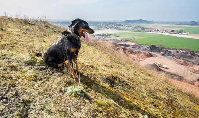 Per lo scopo previsto, beauceron appartiene ai cani da pastore, ma in condizioni urbane può diventare un favorito universale per la famiglia e un compagno eccellente per i viaggi o lunghe passeggiate nella natura. Adatto a chi ama il turismo, le attività all'aperto e vive in campagna.