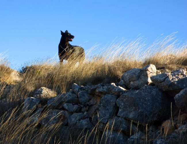 Beauceron è abituato alle condizioni selvagge e ama stare nella natura