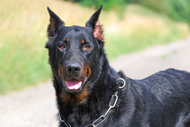 Beauceron ha un'opinione su qualsiasi argomento. Ma, con l'addestramento giusto, puoi allevare un cane degno e devoto.