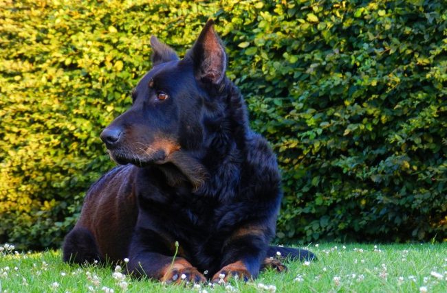 Il desiderio di dominio è la prima cosa che il proprietario dovrebbe sradicare dal comportamento del suo animale domestico, altrimenti il   beauceron diventa un incontrollabile, indipendente cane decisionale