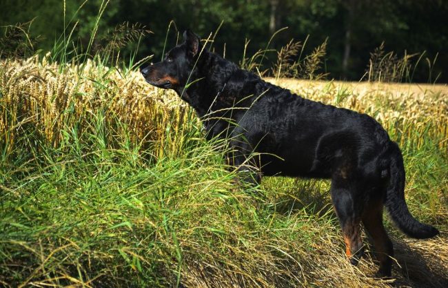 Riflessivo e lungimirante, Beauceron affronta bene sia la sorveglianza che la sicurezza; reprime bruscamente qualsiasi tentativo di sconvolgere lo spazio o attaccare il proprietario.