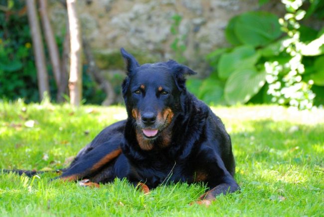 Non credendo negli estranei, il Beauceron non entrerà mai in contatto così, ed è molto difficile guadagnare la sua posizione.