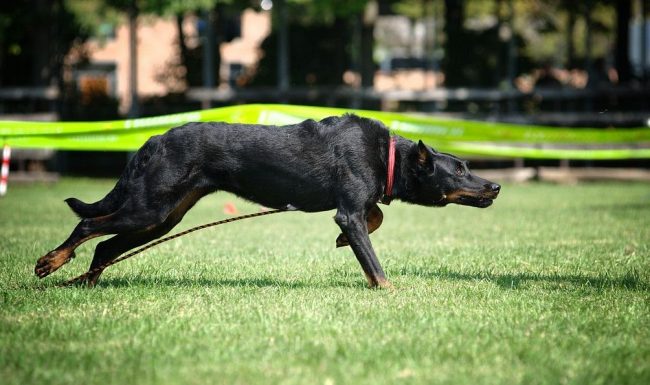 Il cane ha bisogno di camminare per almeno un'ora, con la possibilità di lunghe corse su terreni accidentati. Potenti passeggiate lungo i vicoli del parco non sono per questo bell'uomo, ha bisogno di riversare la sua energia al massimo per ricevere benefici sia morali che fisici