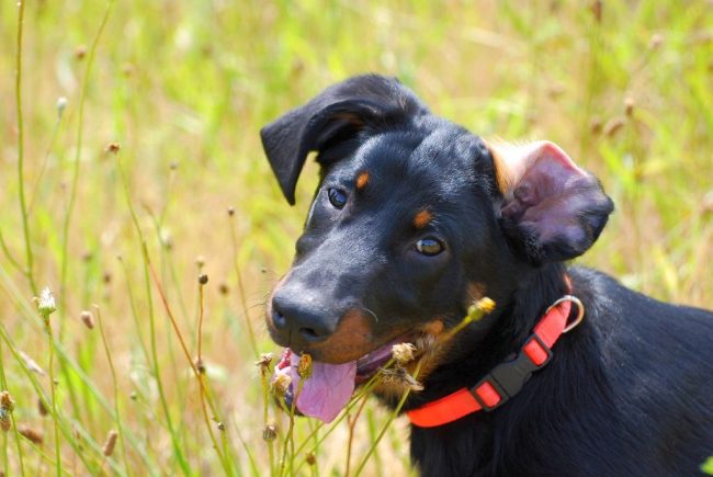 Con un'adeguata educazione, Beauceron si trasforma in un compagno divertente, che ama giocare con il proprietario e comunica calorosamente con tutti i membri della famiglia