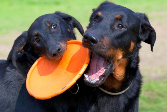 Con altri animali, non è incline all'amicizia altruista, piuttosto, sarà una relazione tra il leader e il membro del branco, dove il leader è Beauceron