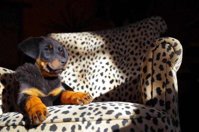 Procedi con l'allevamento di un animale domestico fin dai primi giorni della sua apparizione in casa, non sussultare con lui, affermati nei suoi occhi come capo del branco e otterrai l'aiutante e l'amico perfetti