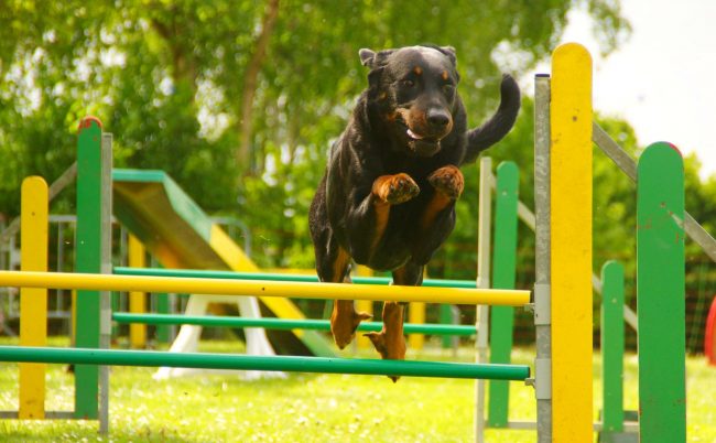 Beauceron ha bisogno di esercizio fisico come l'aria.