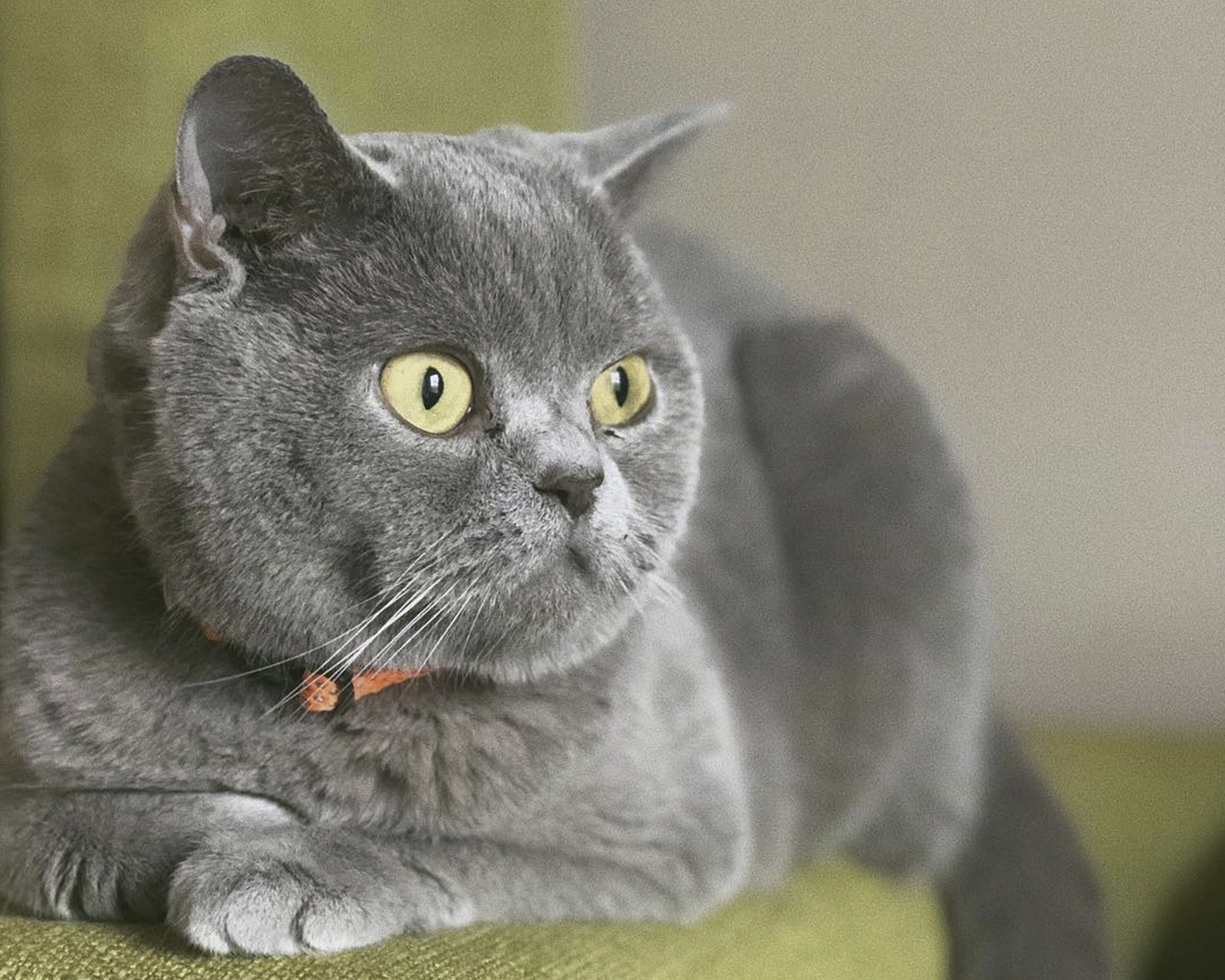 British Shorthair British Shorthair, Highlander, Highland Straight, Britannica