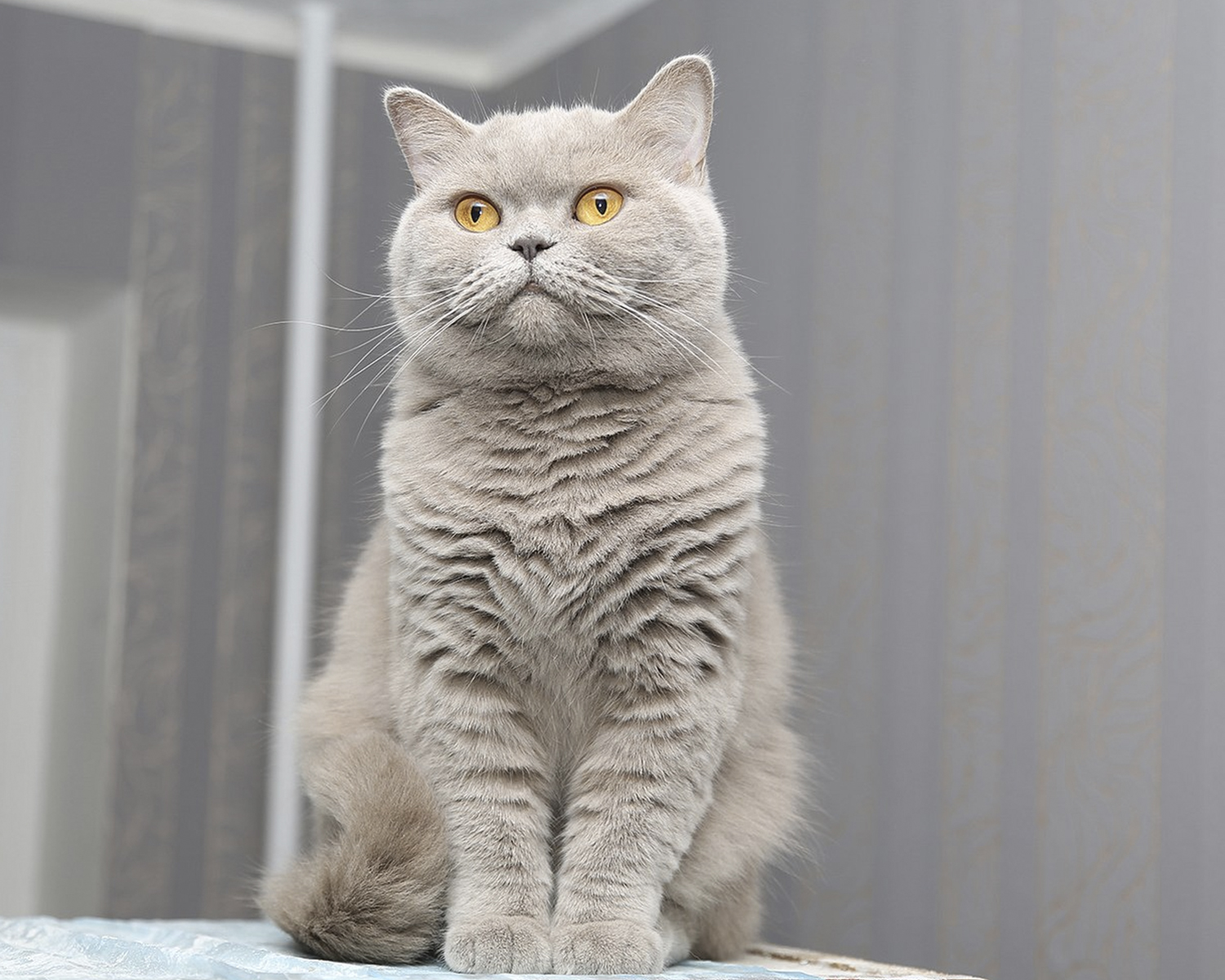 Gatto British Shorthair