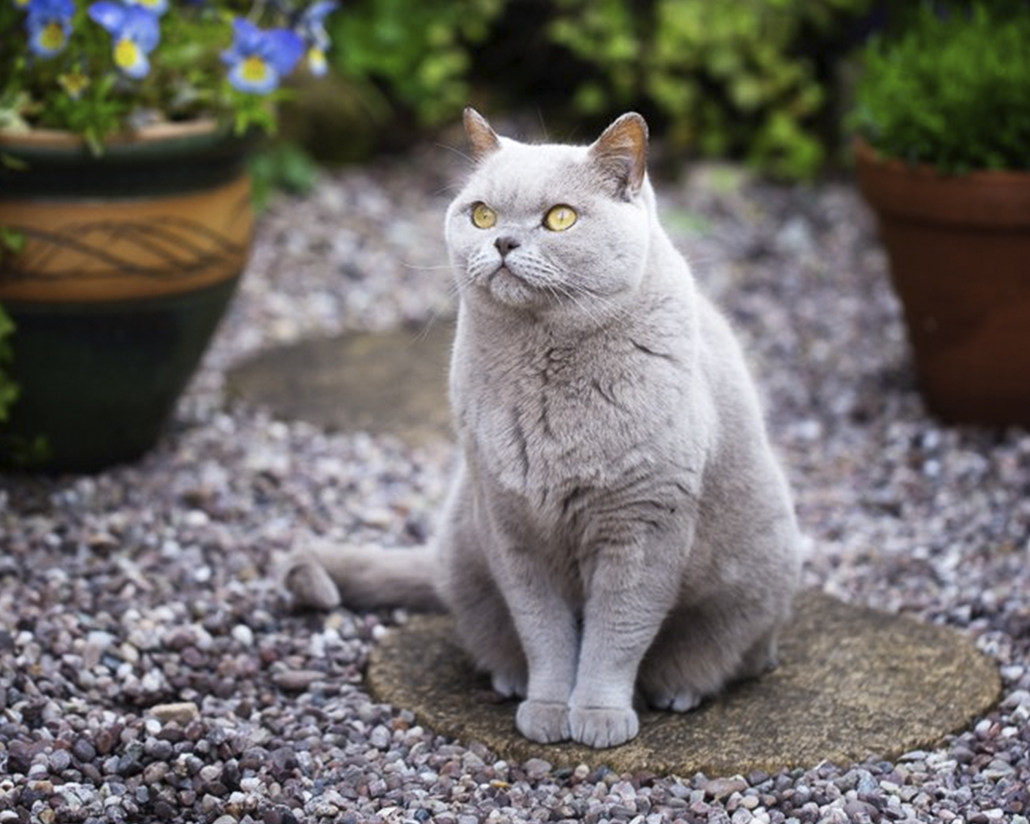 Foto di British Shorthair