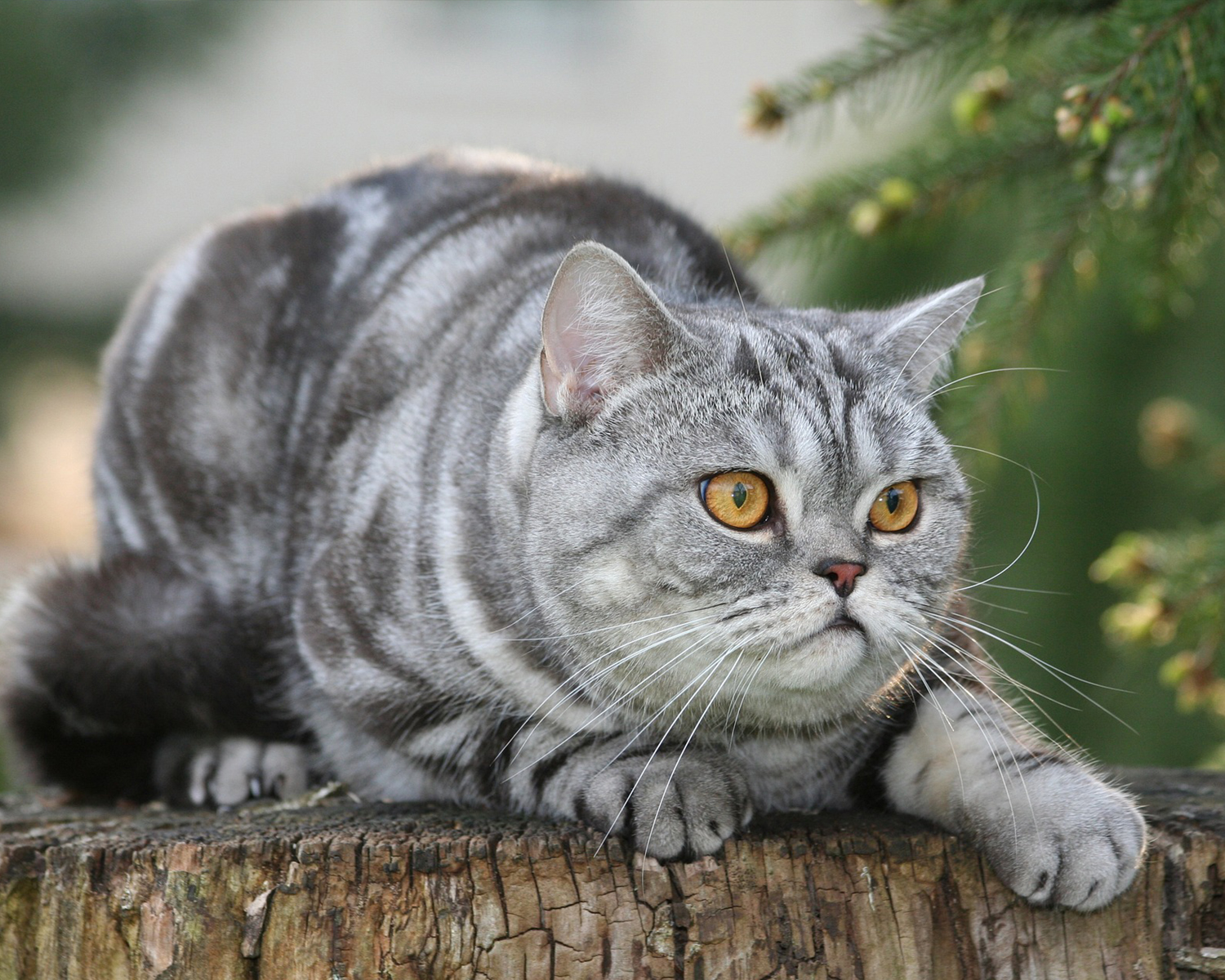 Foto di British Shorthair