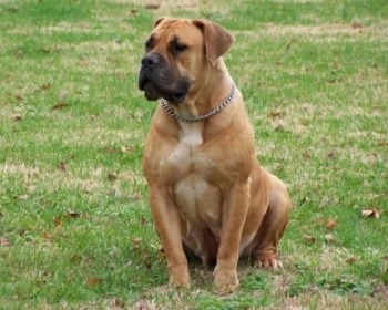 Boerboel