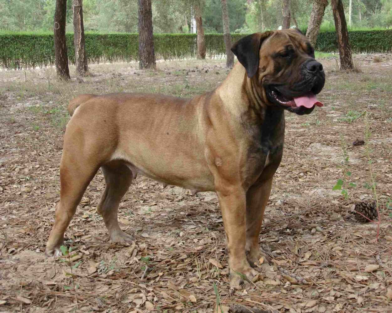 Boerboel - foto