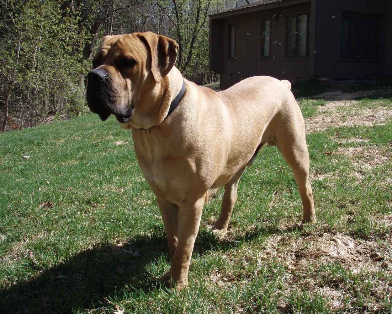 Boerboel sudafricano - foto