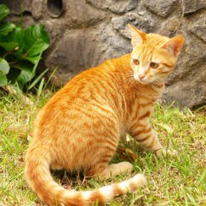 Gattino di Ceylon