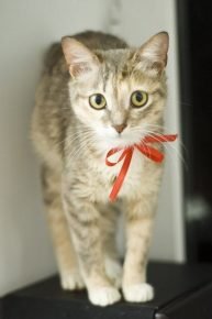 Gattino di Ceylon