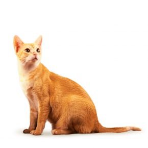 Gatto di razza Ceylon