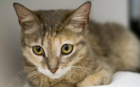 Occhi di un gatto Ceylon