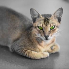 Occhi di un gatto Ceylon