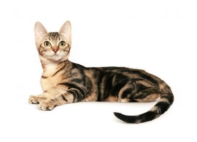 Ceylon tortoise cat