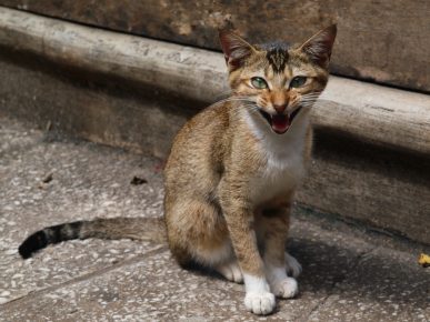 gatto ceylon