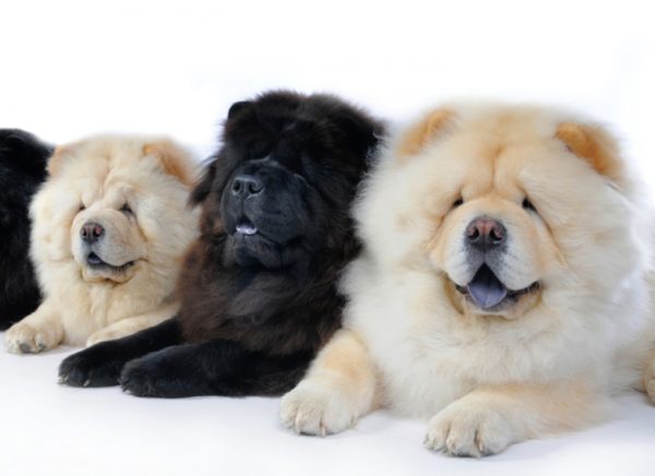 Come nutrire chow chow leggi l'articolo