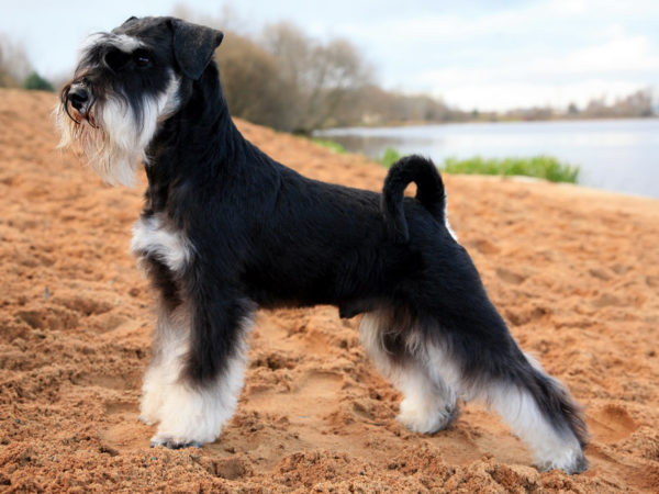 Come nutrire lo schnauzer in miniatura leggi l'articolo