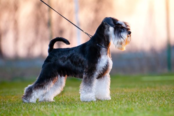 Come nutrire lo schnauzer in miniatura