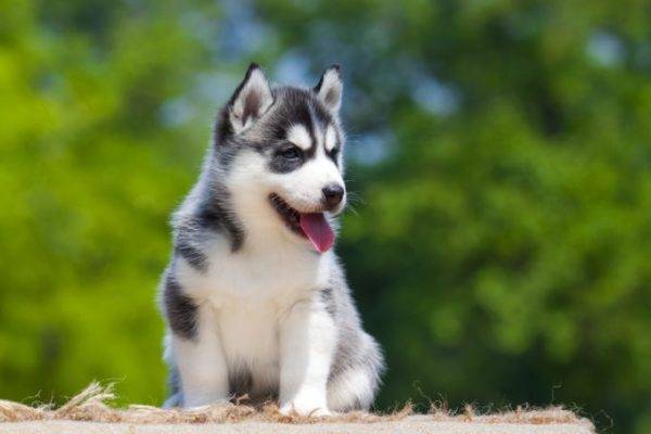 cucciolo husky