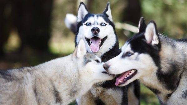 tre husky