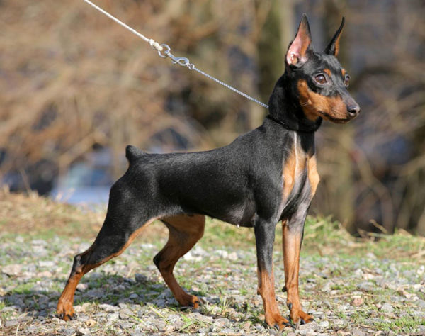 Come dare da mangiare al pinscher nano leggi l'articolo