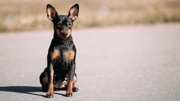 Nutrire il pinscher nano