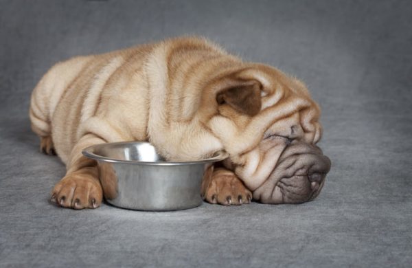 Cosa dare da mangiare a sharpei