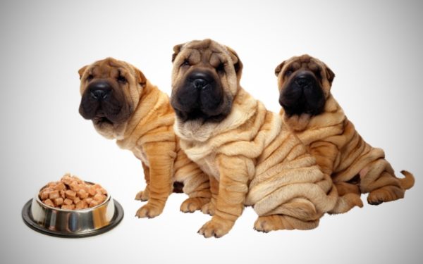 Come nutrire sharpei leggi l'articolo