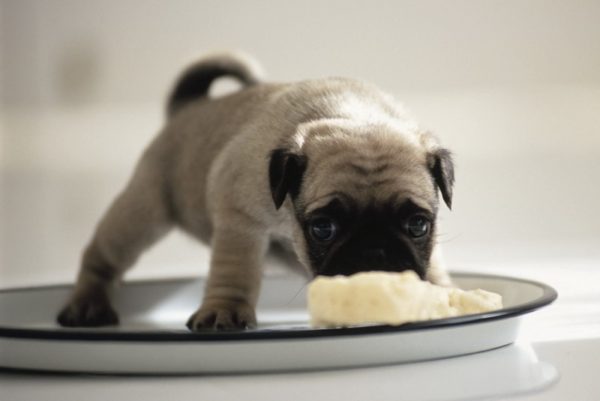 Come nutrire un cucciolo con diarrea leggi correttamente l'articolo