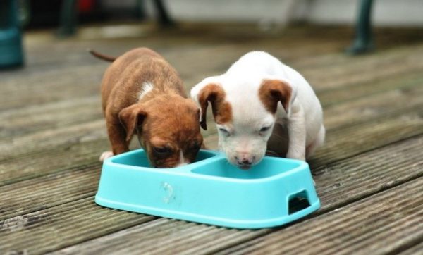 Come nutrire un cucciolo con diarrea
