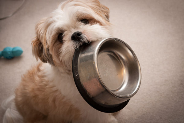 Come nutrire Shih Tzu