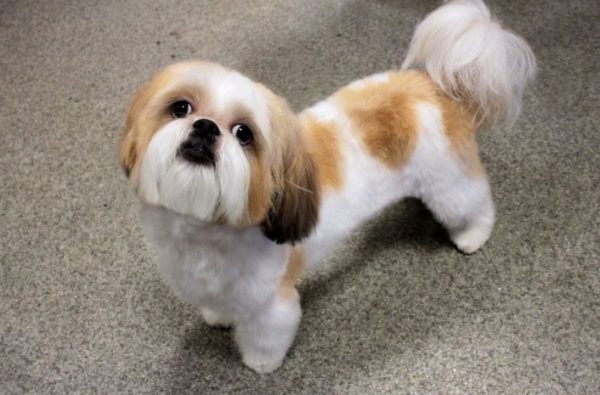 Come nutrire Shih Tzu leggi l'articolo