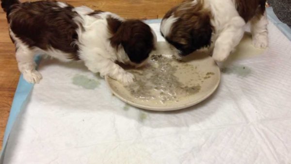 Shih Tzu mangia