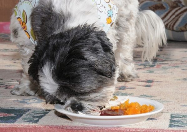 Dieta naturale Shih Tzu
