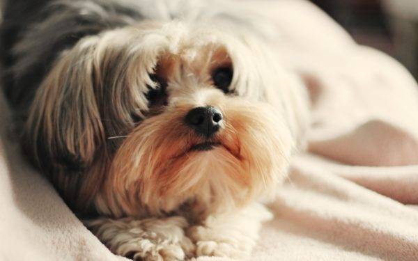 Il miglior cibo secco per Shih Tzu