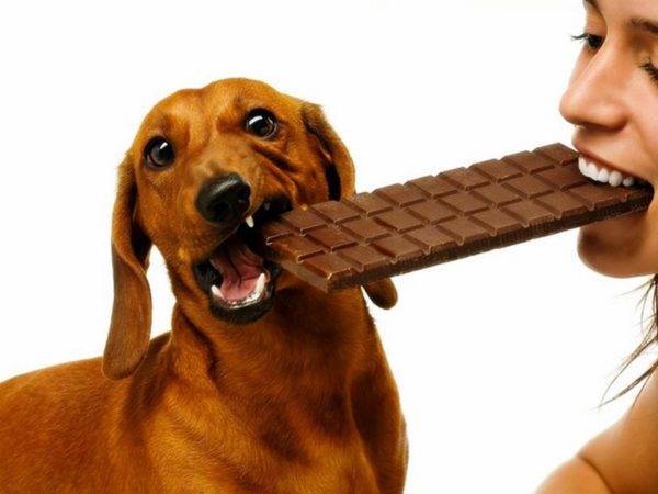 Il cane non deve essere dolce