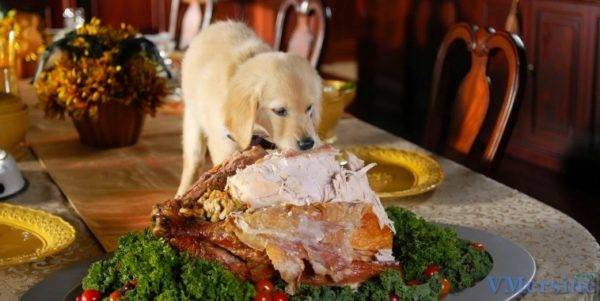 Cosa non può nutrire un cane