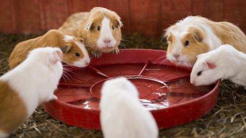 Cosa mangiano i roditori domestici?