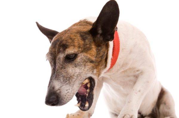 Cosa fare se un cane ha un osso bloccato