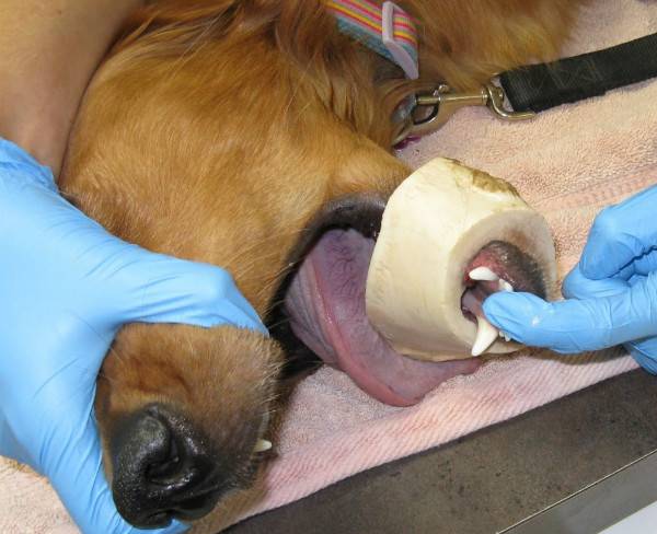 Come aiutare il tuo animale a tirare fuori un osso