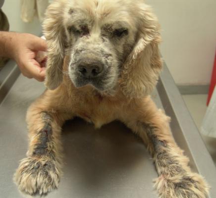 Demodecosi nei cani - sintomi e trattamento malattia