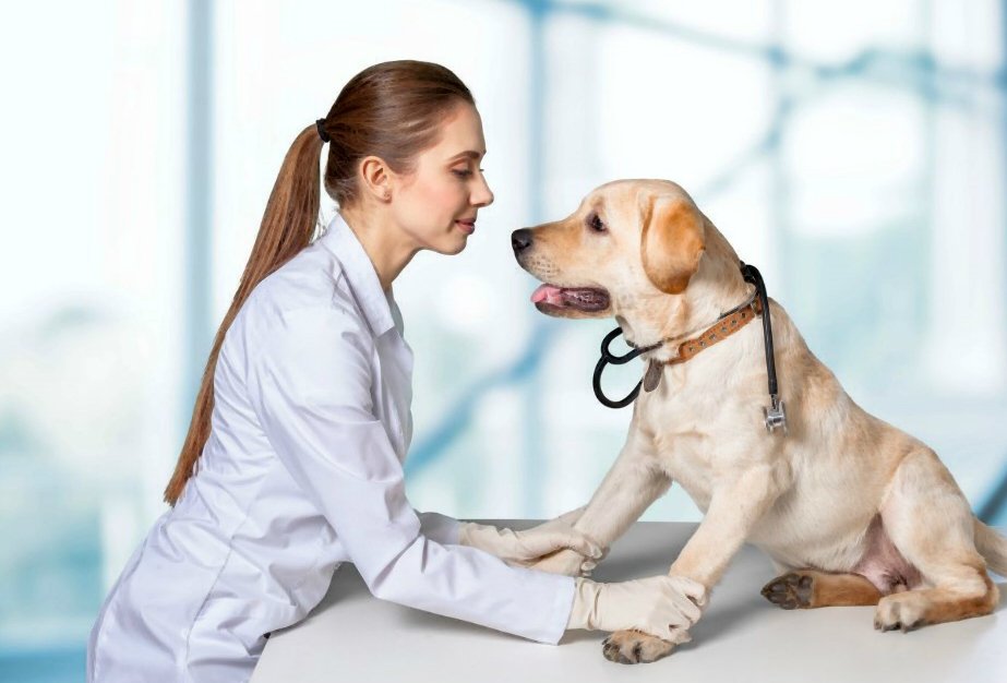 Displasia dell'anca del cane: diagnosi, trattamento e prognosi